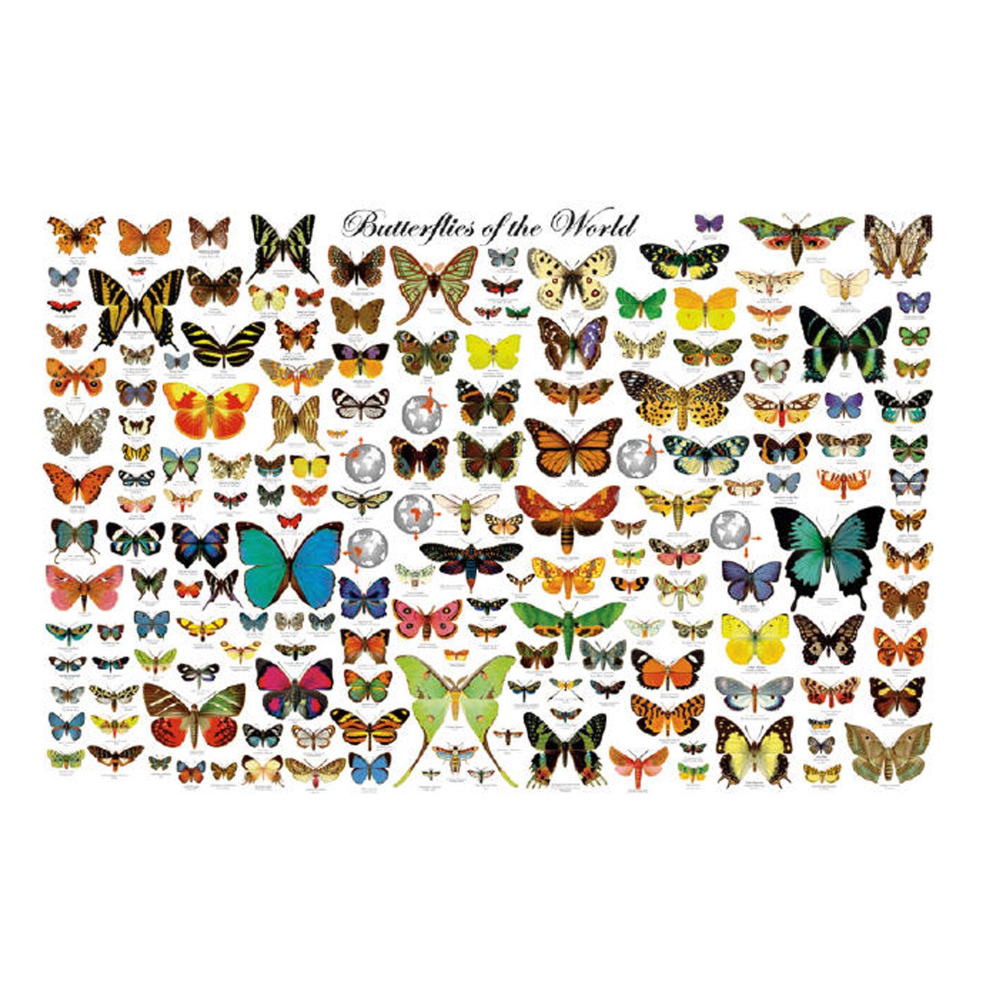 Butterflies of The World Poster