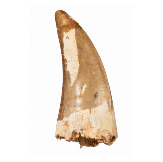 Carcharodontosaurus Tooth