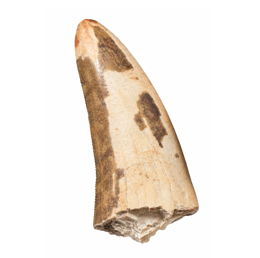Carcharodontosaurus Tooth