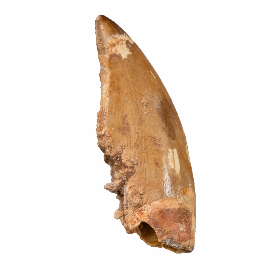 Carcharodontosaurus Tooth