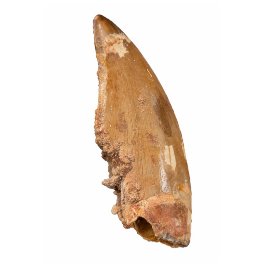 Carcharodontosaurus Tooth