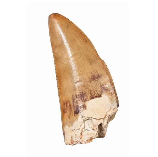 Carcharodontosaurus Tooth