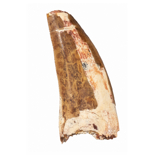 Carcharodontosaurus Tooth