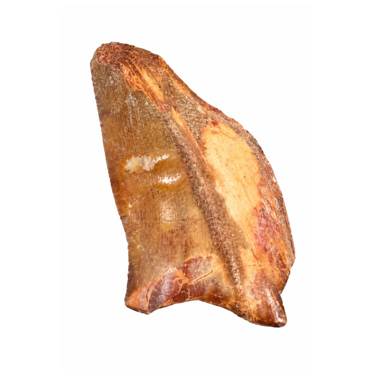 Carcharodontosaurus Tooth