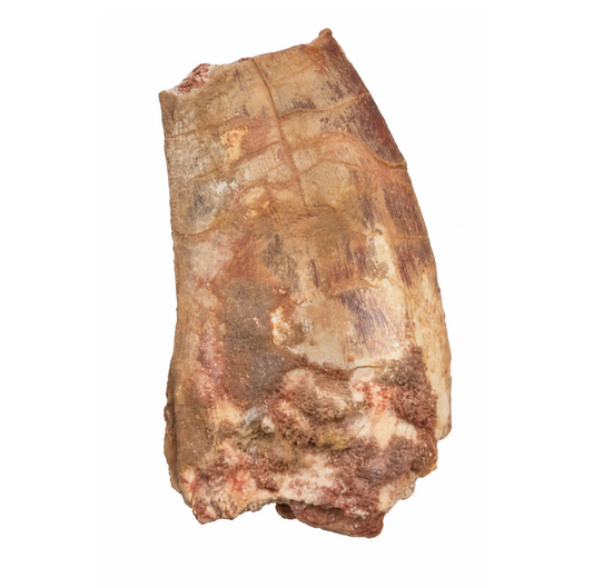 Carcharodontosaurus Tooth