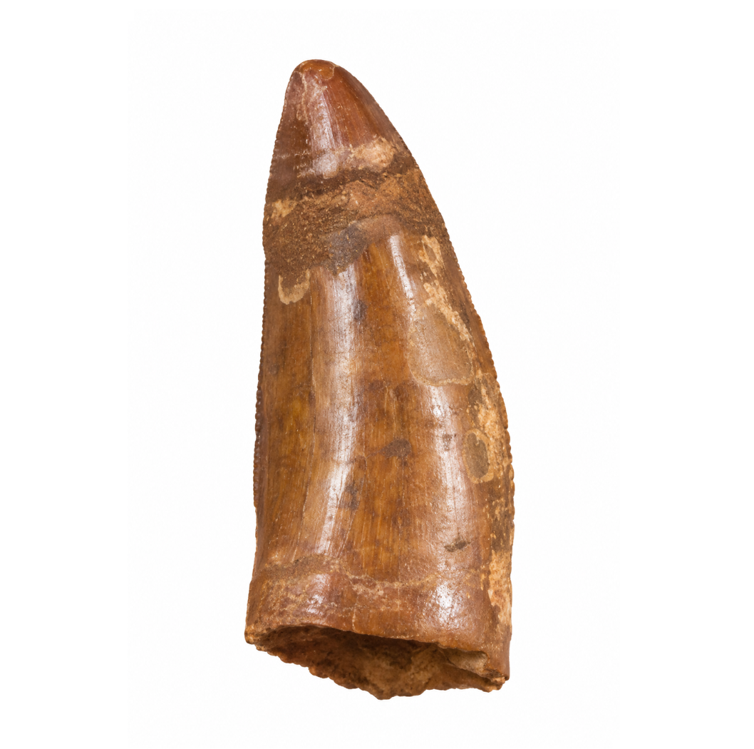 Carcharodontosaurus Tooth