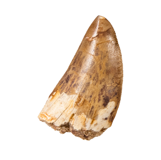 Carcharodontosaurus Tooth