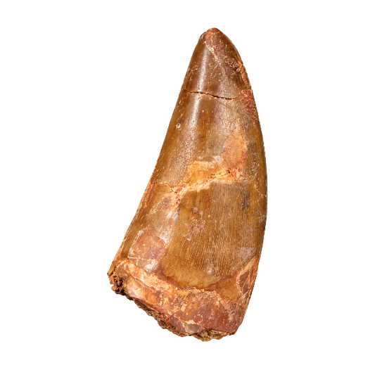 Carcharodontosaurus Tooth