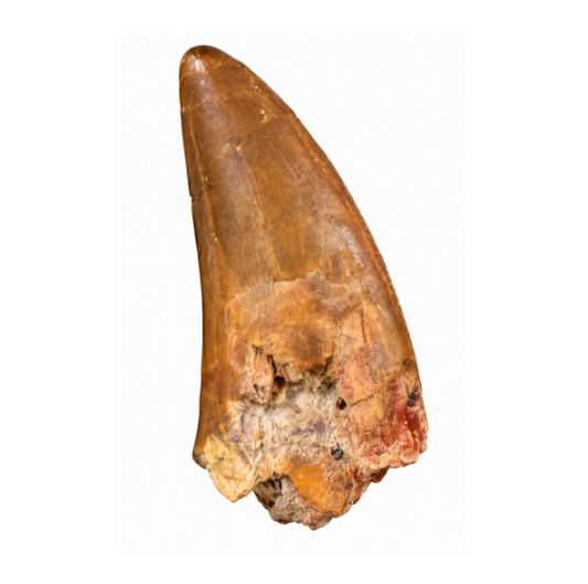 Carcharodontosaurus Tooth