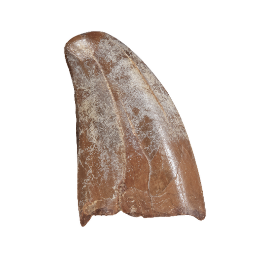Carcharodontosaurus Tooth