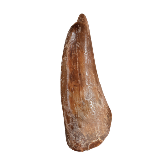 Carcharodontosaurus Tooth