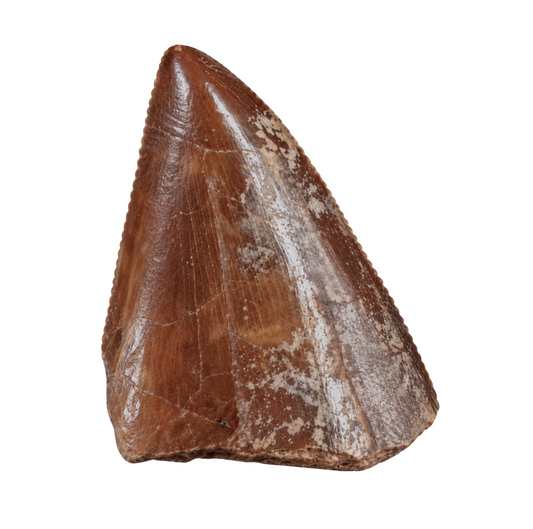 Carcharodontosaurus Tooth
