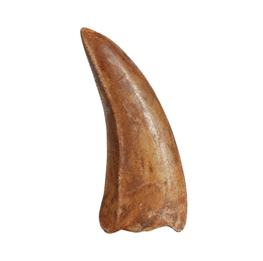 Carcharodontosaurus Tooth