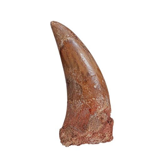 Carcharodontosaurus Tooth