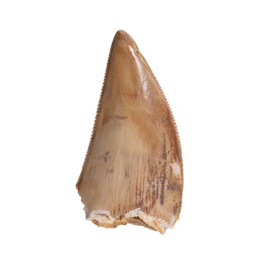 Carcharodontosaurus Tooth