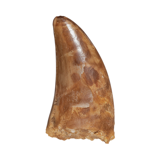 Carcharodontosaurus Tooth