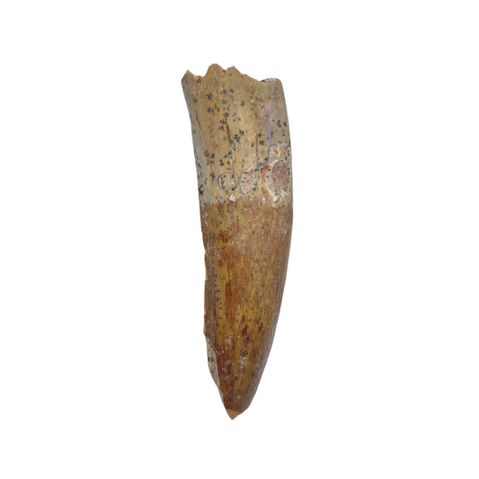 Carcharodontosaurus  Tooth