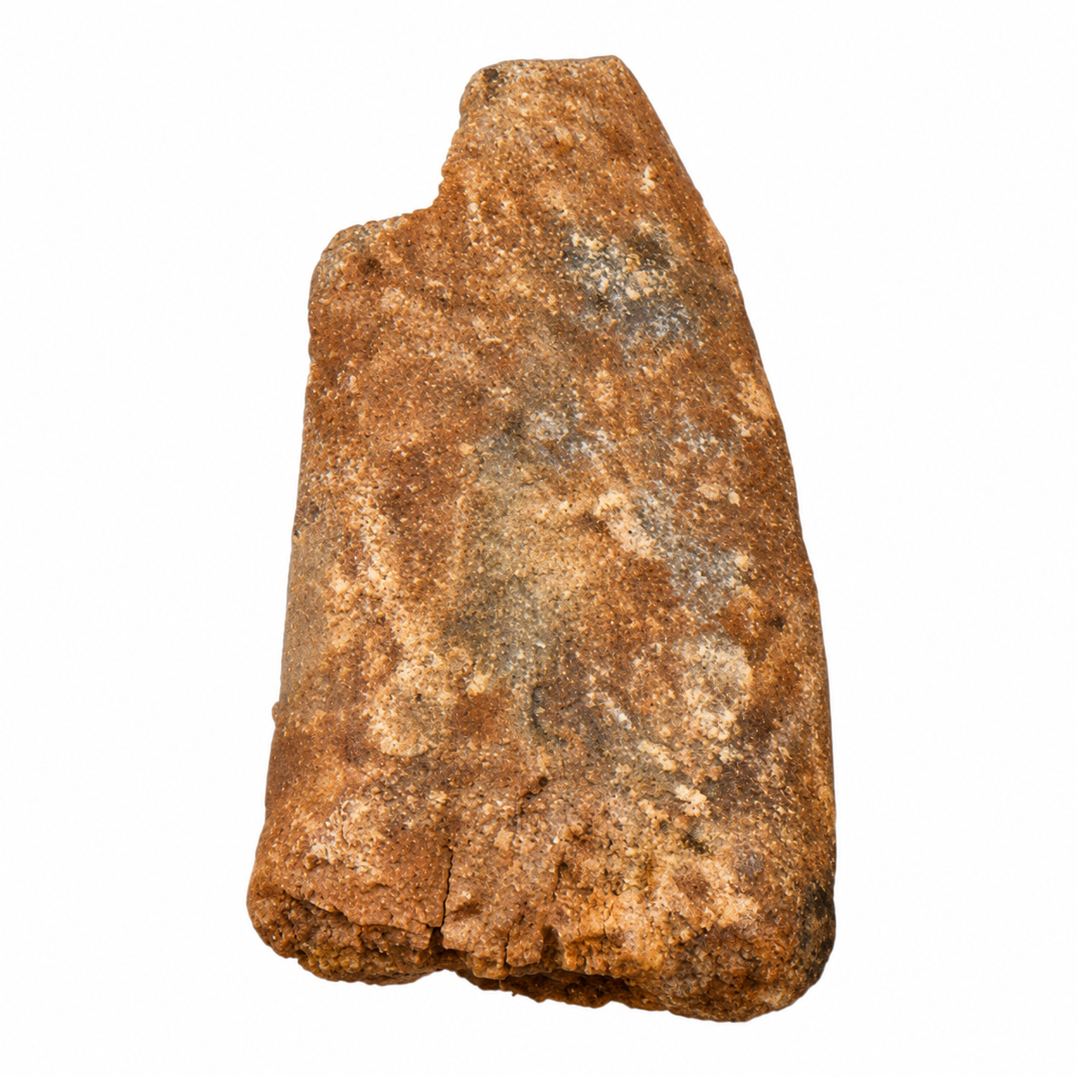 Carcharodontosaurus Tooth