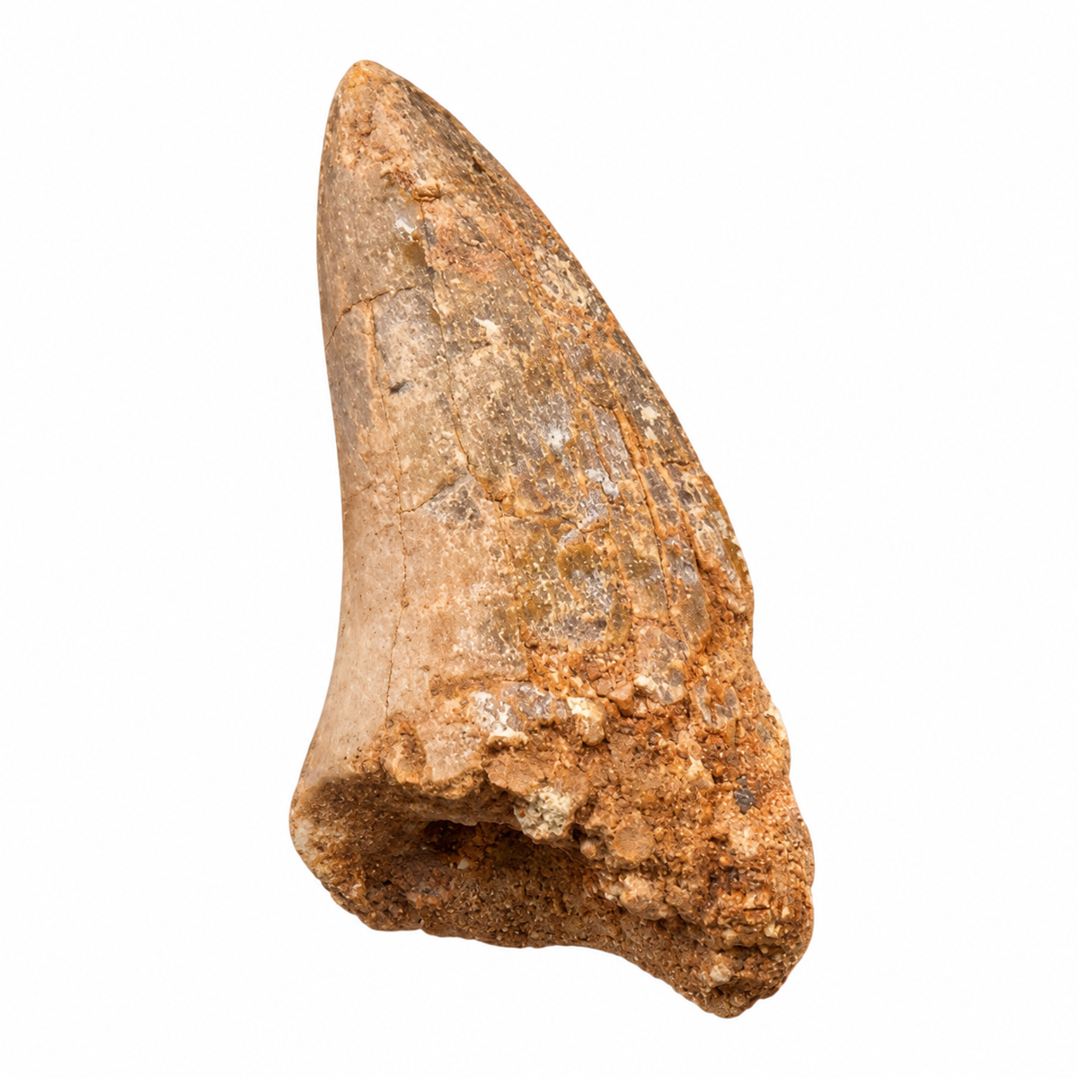 Carcharodontosaurus Tooth
