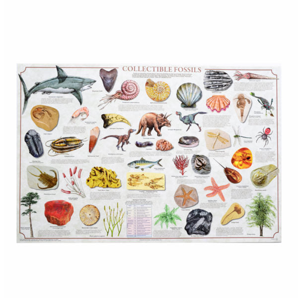 Collectible Fossils Poster