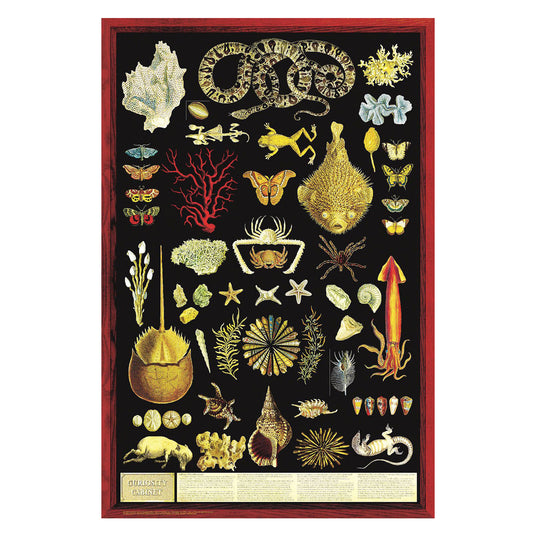 Curiosity Cabinet Poster