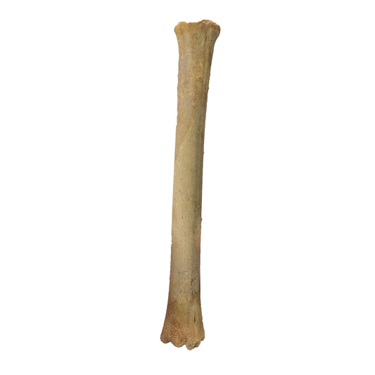 Deer Leg Bone