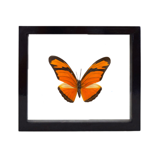 A vivid orange butterfly with black markings, mounted on a white background and framed in a black frame.