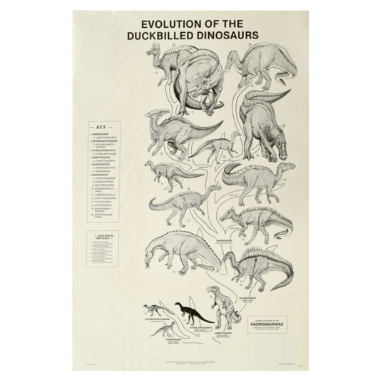 Evolution of Duck-billed Dinosaur Poster