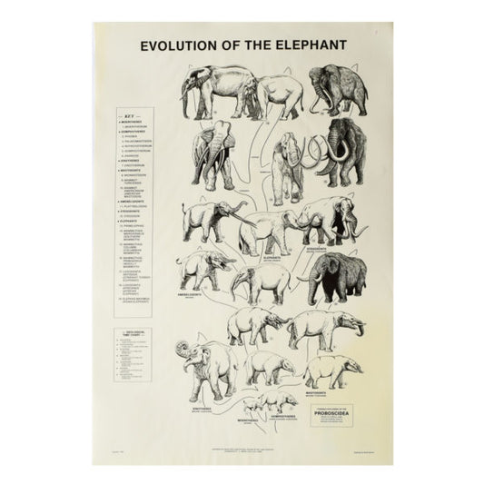 Evolution of Elephant Poster