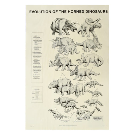 Evolution of Horned Dinosaur Poster