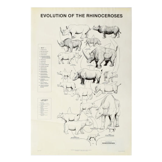 Evolution of Rhinoceroses Poster