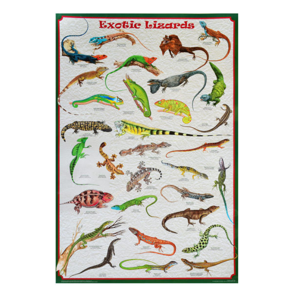 Exotic Lizards Poster