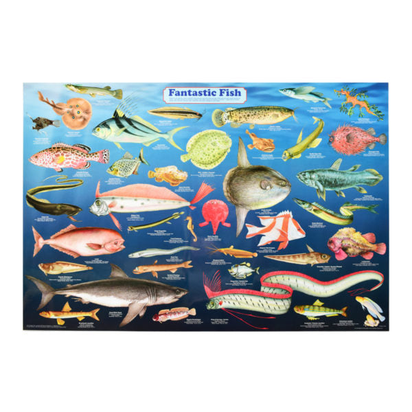 Fantastic Fish Poster