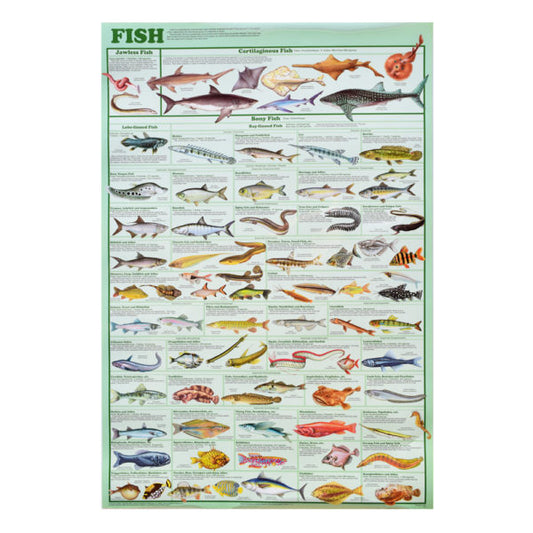 Fish Poster