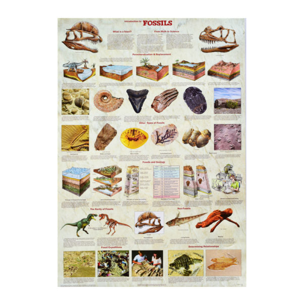 Fossil Poster