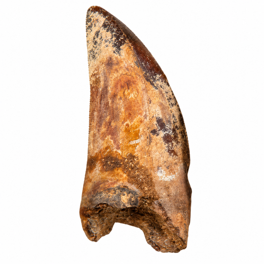Carcharodontosaurus Tooth