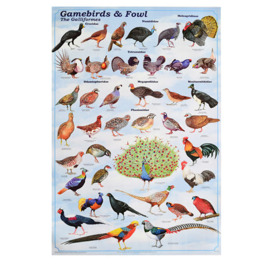 Gamebirds & Fowl Poster