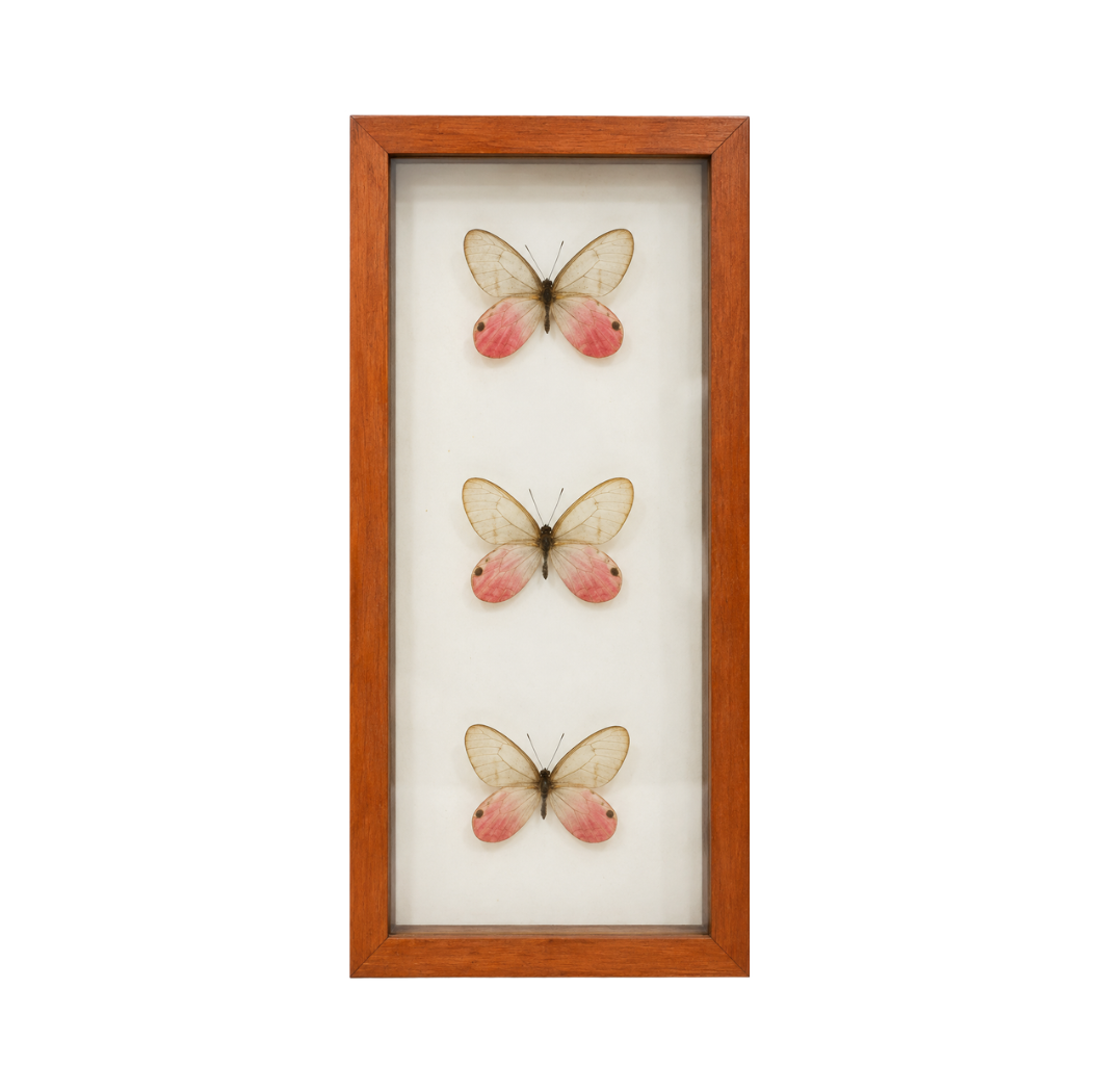 Glasswing Butterflies