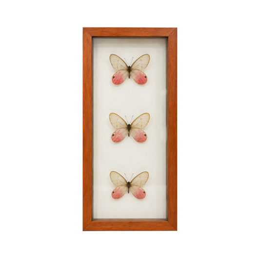 Glasswing Butterflies