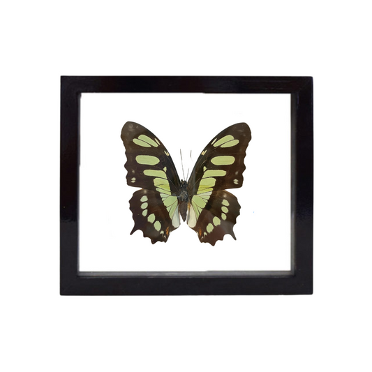 Green Malachite Butterfly