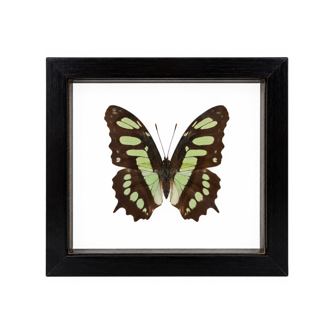 A framed Green Malachite Butterfly displayed against a white background