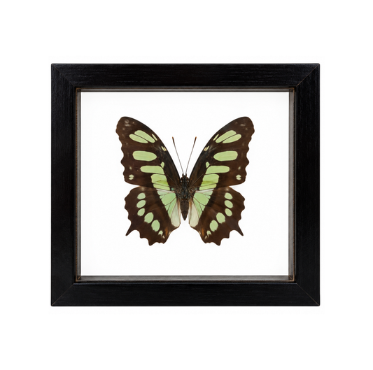 A framed Green Malachite Butterfly displayed against a white background
