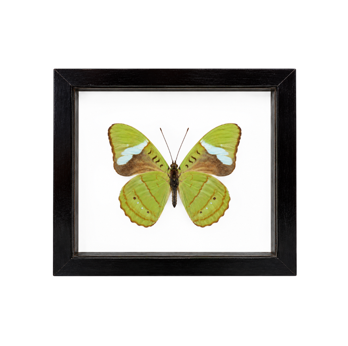 Green Olivewing Butterfly