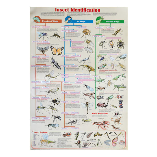 Insect Identification Poster