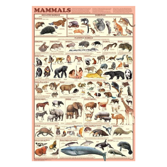 Mammal Poster