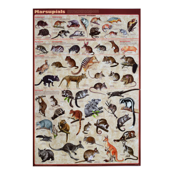 Marsupials Poster