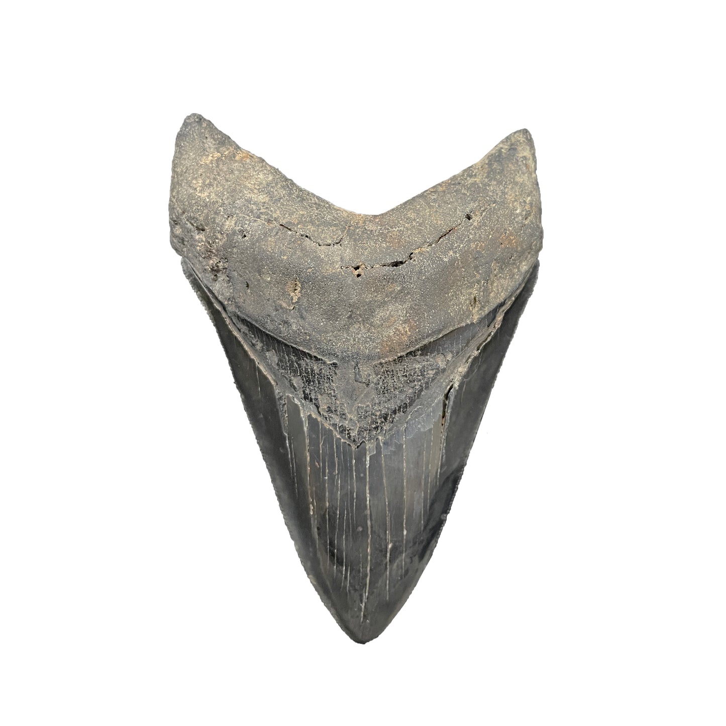 Megalodon Tooth