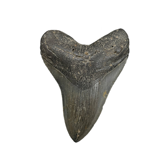 Megalodon Tooth