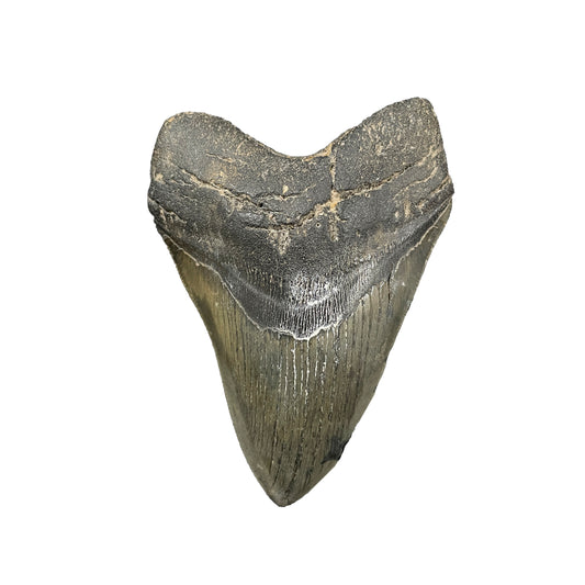 Megalodon Tooth