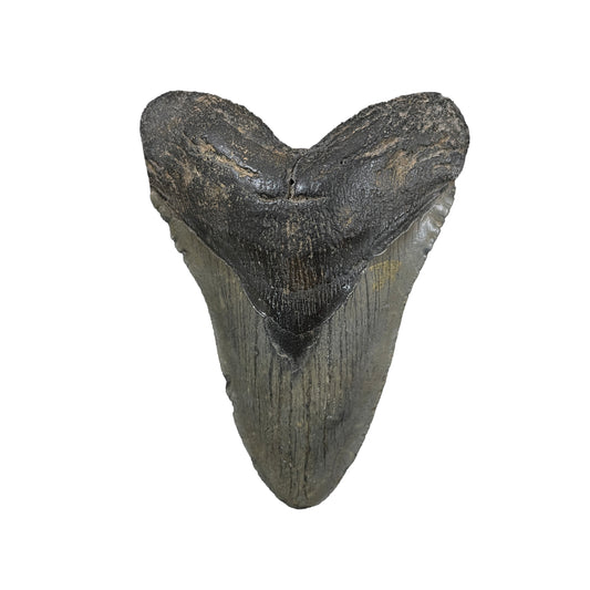 Megalodon Tooth